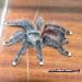 Avicularia avicularia avicularia